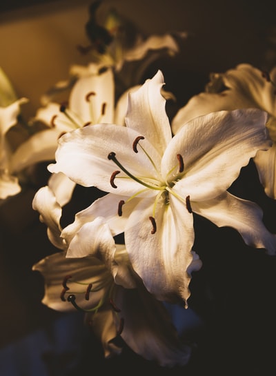 白百合花的选择性聚焦摄影